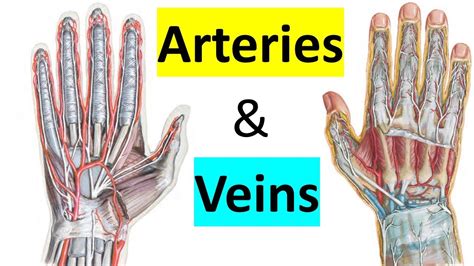 Arteries And Veins Of Hand 1014 Upper Limb كلية الطب مادة