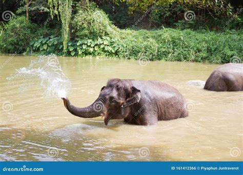 Baby Elephants Play In The Water With Fun Stock Photo Image Of