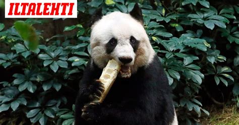 Maailman vanhin vankeudessa elänyt panda kuoli huimassa iässä