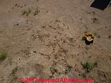 Termite Holes In Dirt Pictures