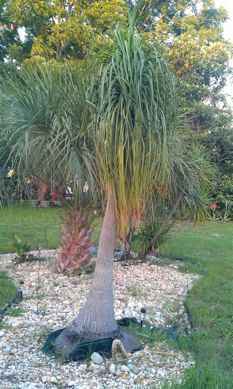 One of the easiest houseplants, this one. Ponytail Palm
