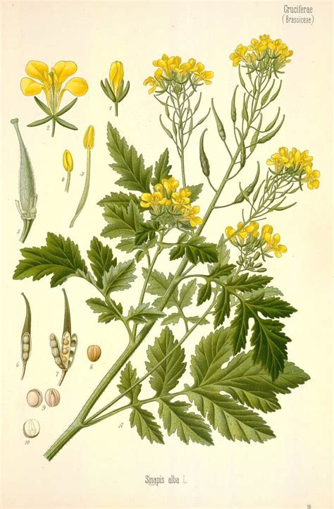 Mustard Seed Plant Illustration Botanical Prints Botanical Poster