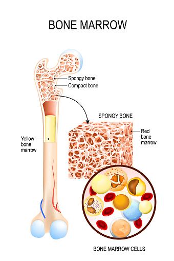 Bone Marrow Stock Illustration Download Image Now Istock