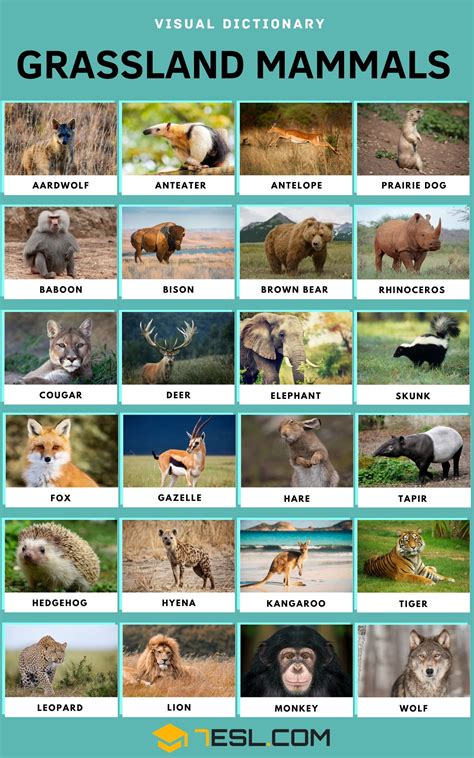 Grassland Animals With Names