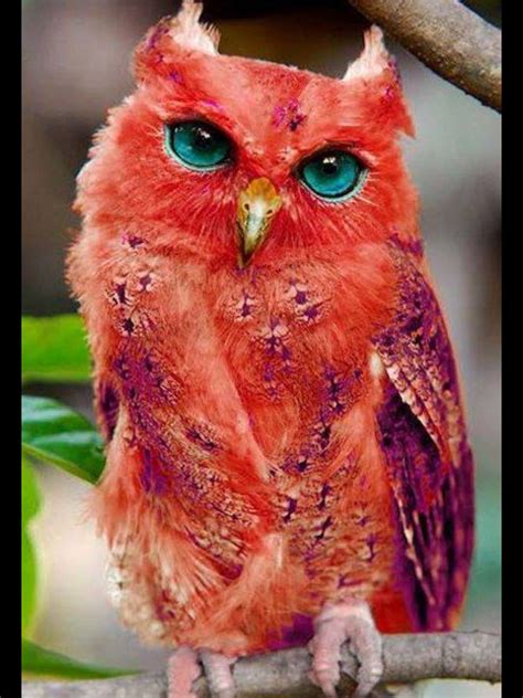 Very Rare Red Owl Beautiful Exotic Birds Colorful Birds Exotic Pets
