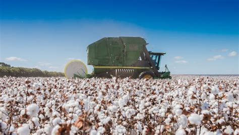 Cotton Harvest Jobs Cotton Farm Jobs And Cotton Ginning Australia