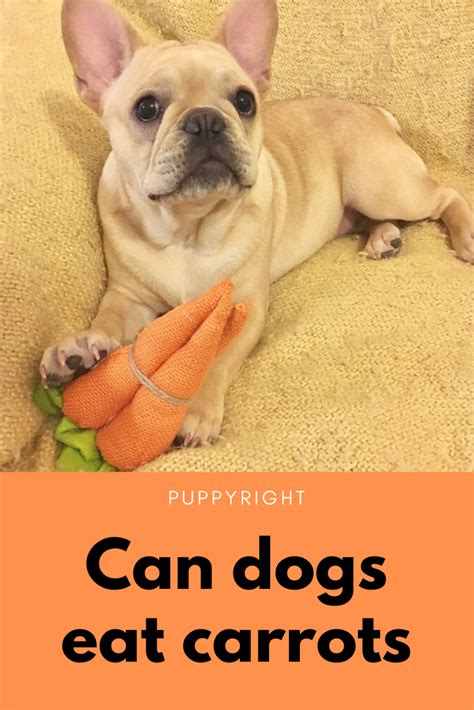 Wash your hands, refrigerate or heat food appropriately, discard uneaten food promptly, etc. Can dogs eat carrots | Can dogs eat carrots, Can dogs eat ...