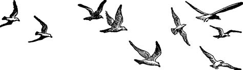 Clip Art Birds Flying