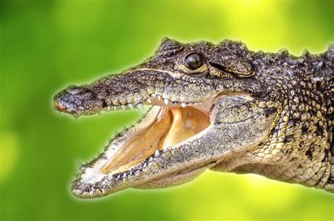 Animal Crocodile Free Stock Photo Public Domain Pictures