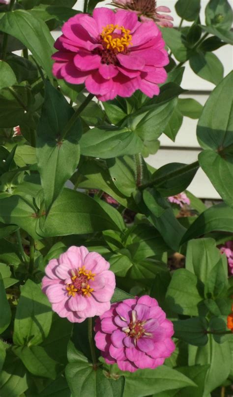 Just make sure you're ready to plant the bulbs when you. Zinnia Plant