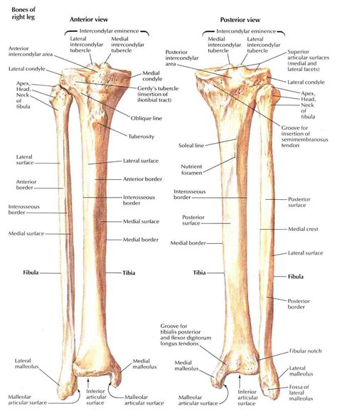 Tibia And Fibula Posterior And Anterior Human Anatomy And Physiology