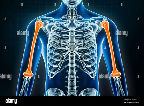 Humerus X Ray Osteology Of The Human Skeleton Arm Or Upper Limb Bones