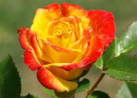 A Rose Colored Garden 10 Different Types Of Roses To Grow Types Of