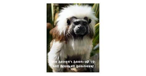 Cute Monkey Postcard Uk