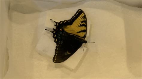 Incredibly Rare Dual Sex Butterfly Found At Pingree Butterfly Haven Kifi