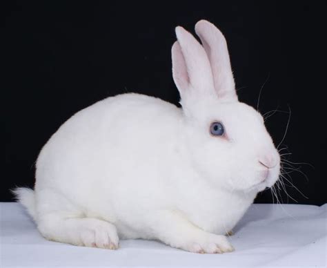Blue Eyed White Mini Rex Rabbits Pinterest