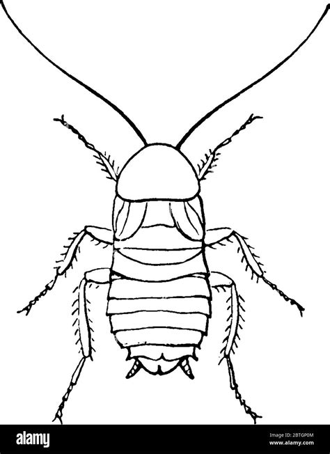 Las Cucarachas Son Insectos Del Orden Blattodea Que También Incluye