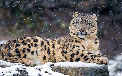 Leopard Snow 4k Wallpapers Retina Resolutions Wide
