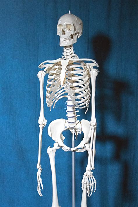 Female Skeleton Side View By Jeteffects On Deviantart Female Skeleton