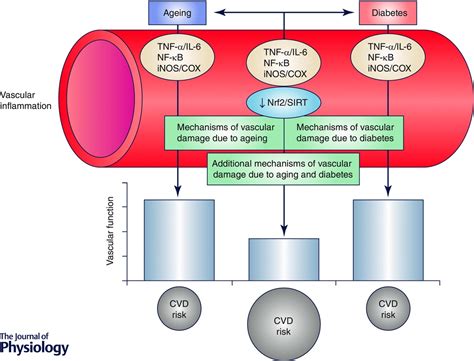 diabetes and ageing‐induced vascular inflammation assar 2016 the journal of physiology