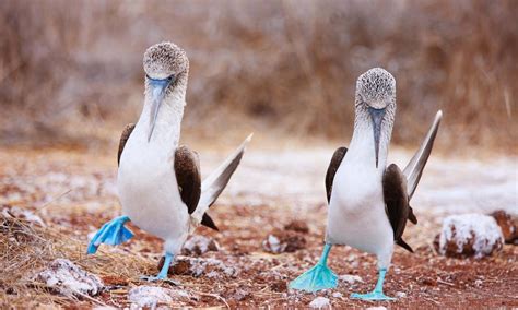 Species Spotlight Blue Footed Booby Pages Wwf