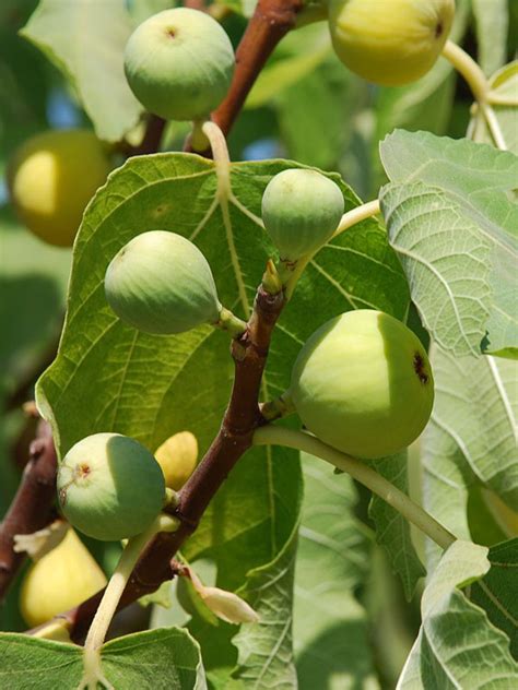 Very Popular Sweet Yellow Long Neck Fig Tree Ficus Carica Urban