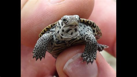 Cutest Tiny Turtle Ever Youtube