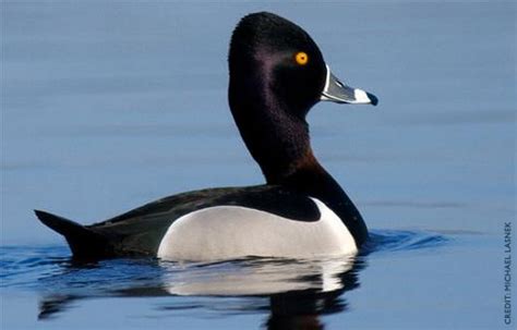 Common scaup of north america; Ring-necked Duck Facts, Figures, Description and Photo