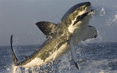 Wallpaper Animals Sea Jumping Splashes Great White Shark