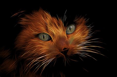 Electric Cat Another Cat Manipulation Mark Chinnick Flickr