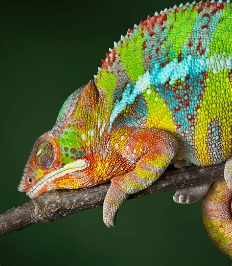 Chameleon History And Some Interesting Facts