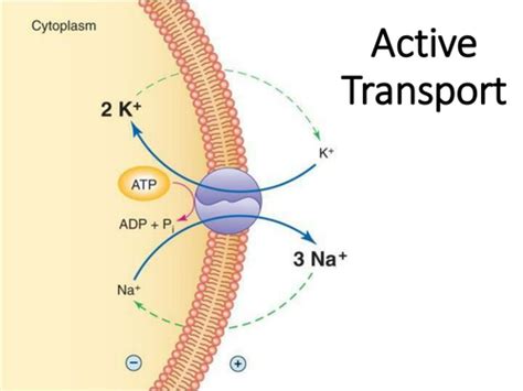 Active Transport Teaching Resources