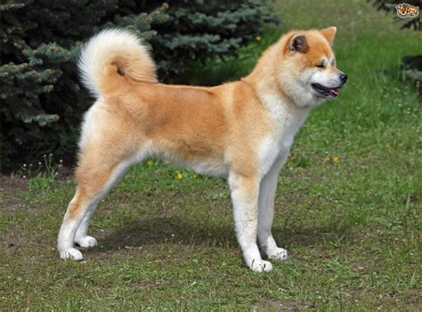 Japanese Akita Inu Dog Breed Information Buying Advice Photos And
