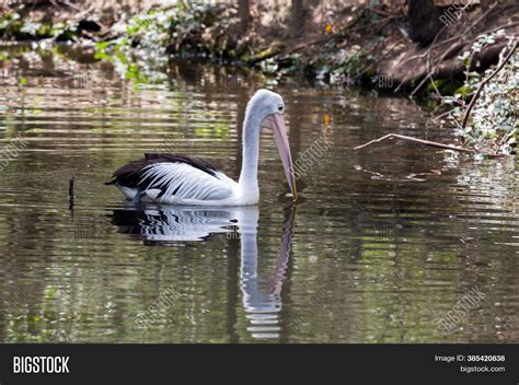 Large Waterfowl Image And Photo Free Trial Bigstock