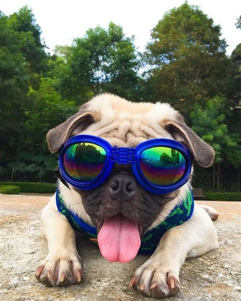 Doggles Are Taking Dog Fashion To The Next Level Bone And Yarn
