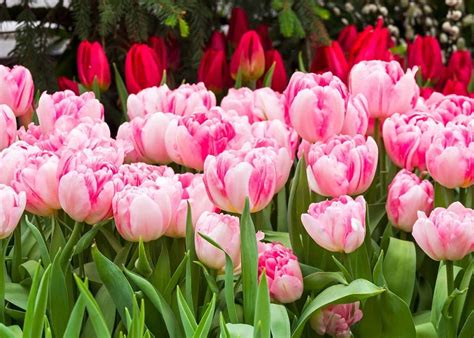 16 Types Of Tulips 🌈 Classification And Different Categories To Consider