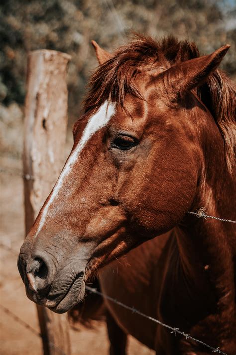Horse Pictures · Pexels · Free Stock Photos