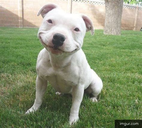 Photos Ten Dogs Showing Their Best Smiles