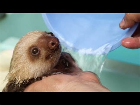 Newborn baby getting sponge bath royalty free stock video and stock footage. How a Sloth Gets a Bath - YouTube