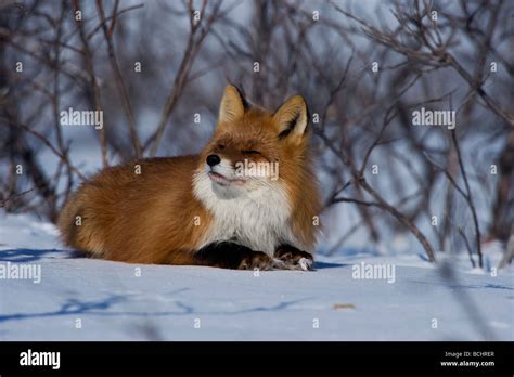 Red Fox Laying Amongst Willow On Snowcovered Tundra Near Nome Alaska
