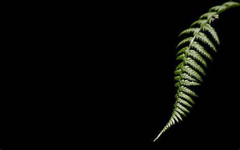 Fern Full Hd Wallpaper And Background Image 2560x1600 Id451203
