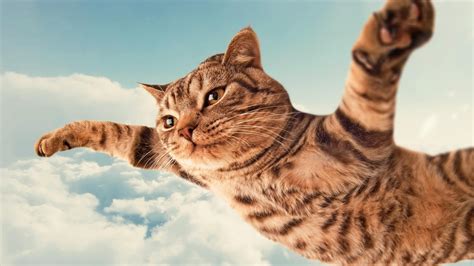 Cute Flying Cat