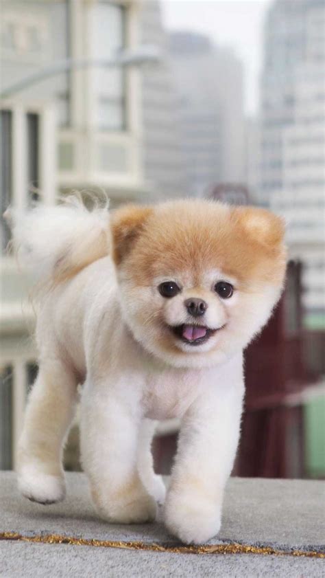Boo The Worlds Cutest Dog Wallpapers Wallpaper Cave