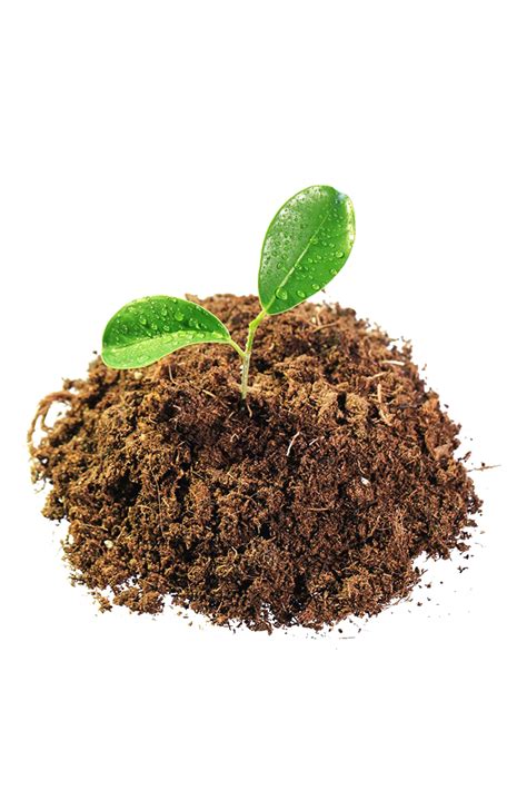 Soil Png Transparent Image Download Size 683x1024px
