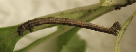 Small Brown Inchworm Bugguidenet