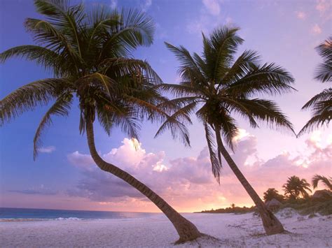 1600x1200 1600x1200 Beach Palm Trees Sand Sky Sunset Wallpaper