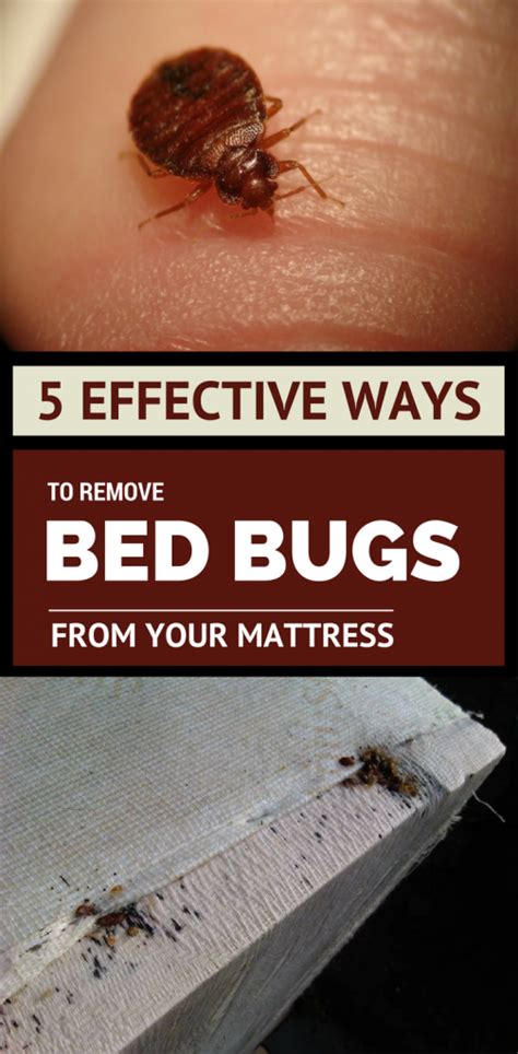 5 Effective Ways To Remove Bed Bugs From Your Mattress Cleaning