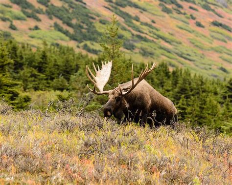 Having A Taste By Tenryuu Via Flickr Elk Alaska Moose Hugs