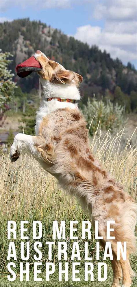First and foremost, the australian shepherd is a true working stockdog, and anything that detracts from his usefulness as such is undesirable. Red Merle Australian Shepherd Dog - Facts And Fun