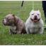 TOP POCKET AMERICAN BULLY BREEDER STUDS  BEST EXTREME